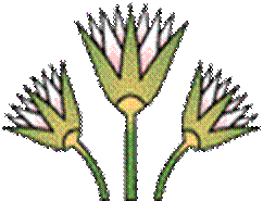 imagen papiro planta